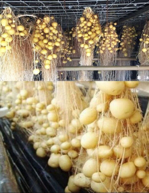 Come coltivare le patate senza terra