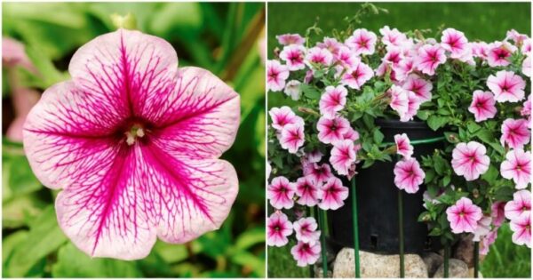 Come coltivare le petunie più belle in lungo e in largo quest’anno: basta scoprire alcuni trucchi poco conosciuti chiamati “segreti del maestro giardiniere”