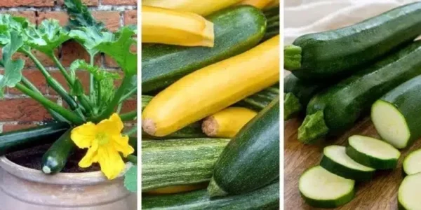 Come coltivare le zucchine in vaso: una guida efficace in 6 passi