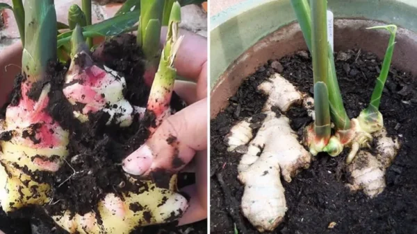 Come coltivare lo zenzero in casa passo dopo passo