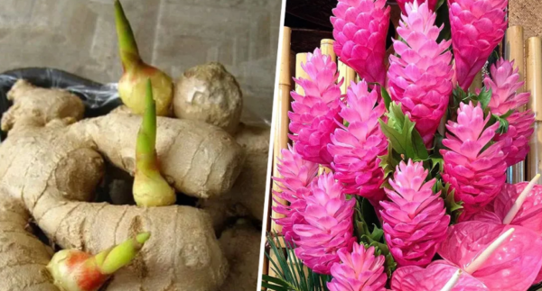 Come coltivare lo zenzero in casa per averne una scorta infinita (e farlo fiorire)