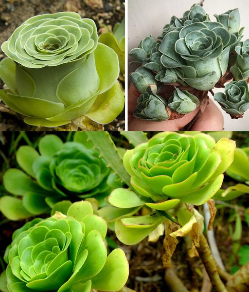 Come coltivare piante grasse che sembrano rose da favola