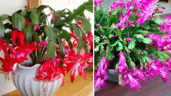 Come coltivare, propagare e far fiorire un cactus di Natale tutto l’anno