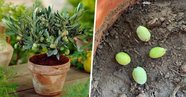 Come coltivare un alberello di ulivo partendo dal nocciolo