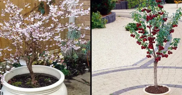 Come coltivare un albero di ciliegio in vaso partendo dai semi