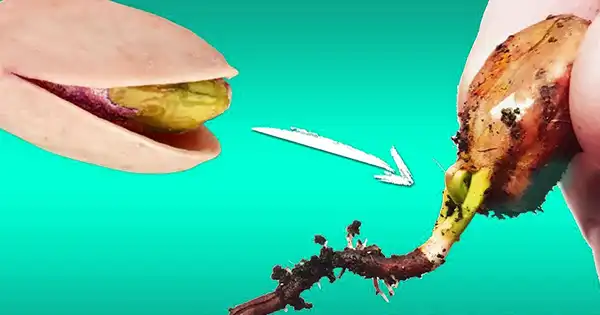 Come coltivare un albero di pistacchio a partire dai pistacchi del supermercato