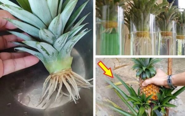 Come coltivare un ananas in casa passo dopo passo