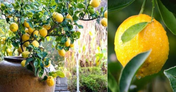 Come coltivare un limonero in casa senza costi utilizzando la semilla del frutto