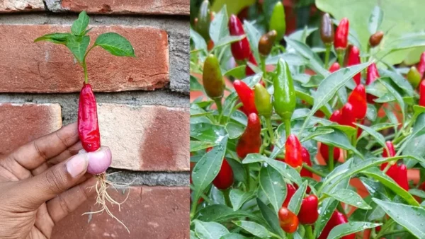 Come coltivare una scorta abbondante di peperoncini in casa: una guida completa