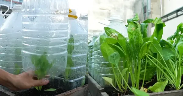 Come coltivare velocemente gli spinaci in casa usando bottiglie di plastica riciclate