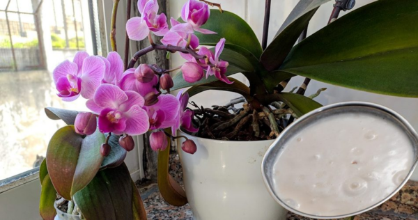 Come concimare le orchidee: il metodo naturale ed efficace