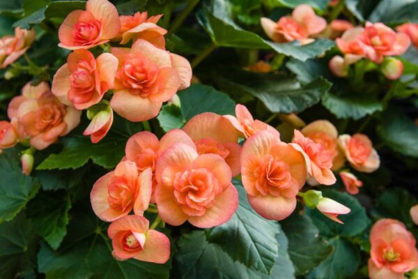 Come conservare la begonia in inverno? Segui la regola 5:18, sopravvivono indenni alle gelate