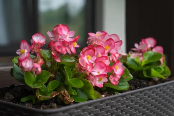 Come conservare le begonie in inverno? Seguite la regola delle 5:18, sopravviveranno indenni alle gelate.