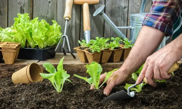 Come costruire un letto rialzato per il giardinaggio