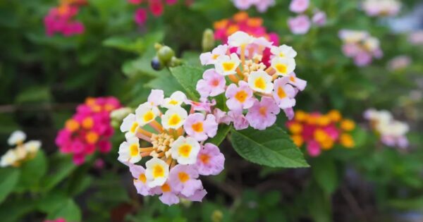 Come curare e fare fiorire la lantana, il fiore che allontana le zanzare e profuma tutta la casa