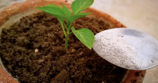 Come curare la carenza di nutrienti del pepe