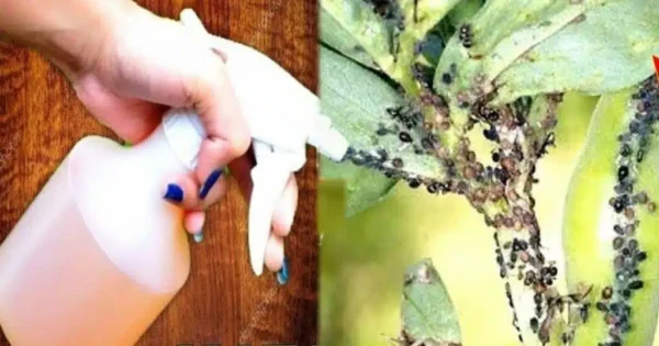 Come eliminare gli afidi dalle piante: il metodo infallibile dell’esperto!