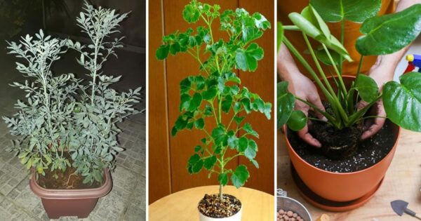 Come evitare che una pianta appassisca dopo averla trapiantata