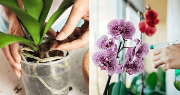 Come far crescere bellissime orchidee a casa? 4 segreti da conoscere
