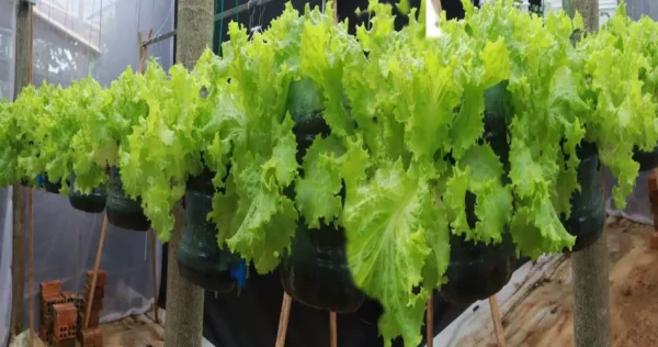 Come far crescere rapidamente la lattuga? 5 consigli per una crescita rapida