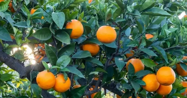 Come far crescere un albero di arancio dai semi