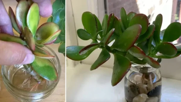 Come far crescere un albero di giada in acqua e farlo durare per sempre