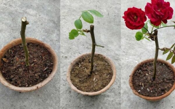 Come far crescere un gambo di rosa passo dopo passo?