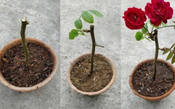 Come far crescere un gambo di rosa passo dopo passo?