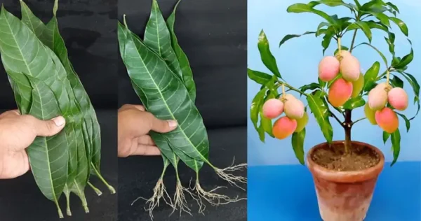 Come far crescere un mango dalle foglie (successo al 100%)