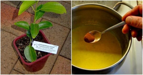 Come far crescere una scorta infinita di cannella sul davanzale della finestra? L’albero di cannella crescerà volentieri anche in un normale appartamento