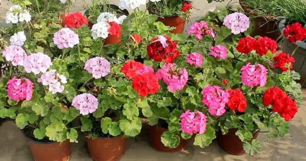 Come far fiorire abbondantemente i vostri gerani: il mio consiglio infallibile.