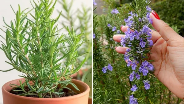 Come far fiorire il rosmarino per profumare tutta la casa