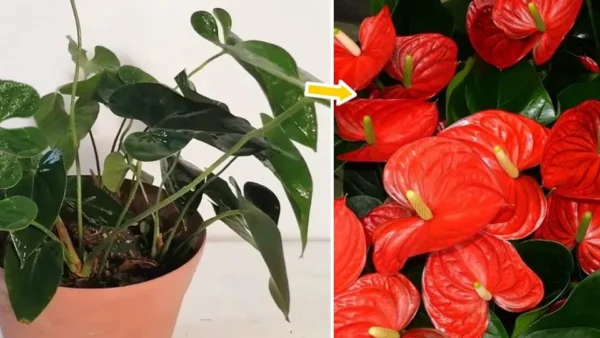 Come far fiorire l’anthurium tutto l’anno