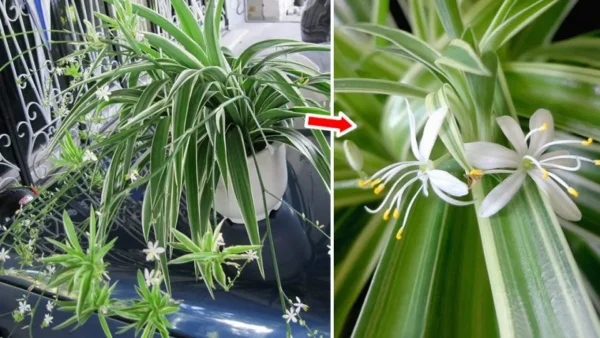 Come far fiorire la falange e profumare tutta la casa