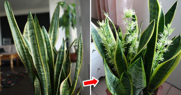 Come far fiorire la sansevieria: il suo aroma raggiunge tutta la casa