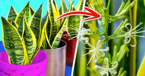 Come far fiorire la sansevieria per profumare tutta la casa?