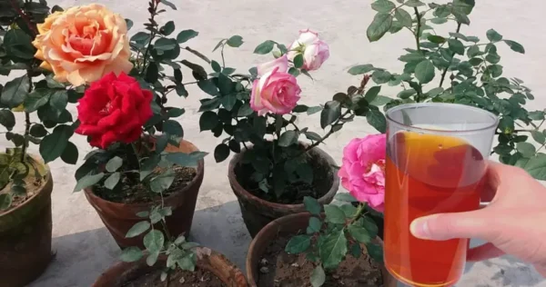 Come far fiorire le piante in poco tempo: 12 consigli pratici per un giardino fiorito