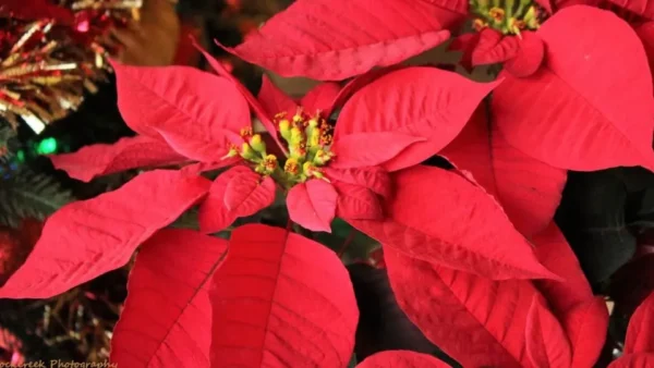 Come far fiorire una stella di Natale: 4 trucchi infallibili per non perdere i fiori