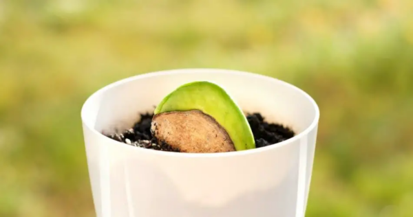 Come far germogliare un semplice nocciolo di mango in una pianta maestosa?