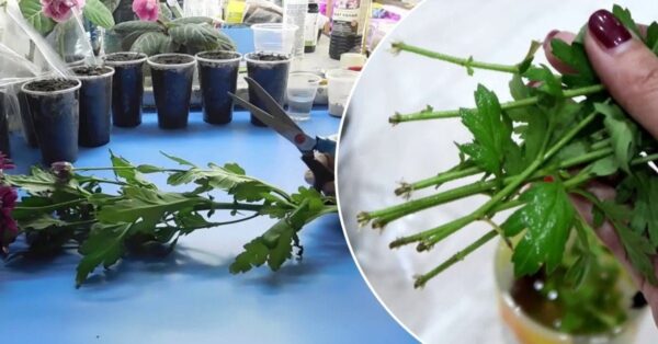 Come far radicare un crisantemo da un bouquet: un semplice metodo di propagazione per talea
