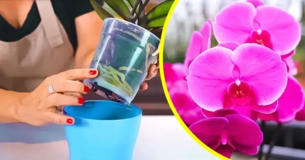 Come far rifiorire le vostre orchidee? la guida passo passo