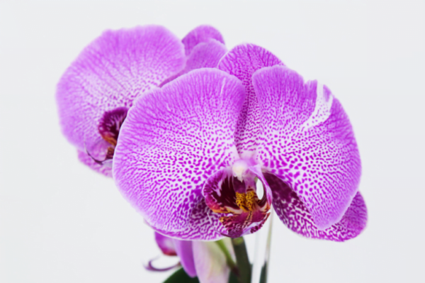 Come far rifiorire un’orchidea? 4 segreti efficaci!
