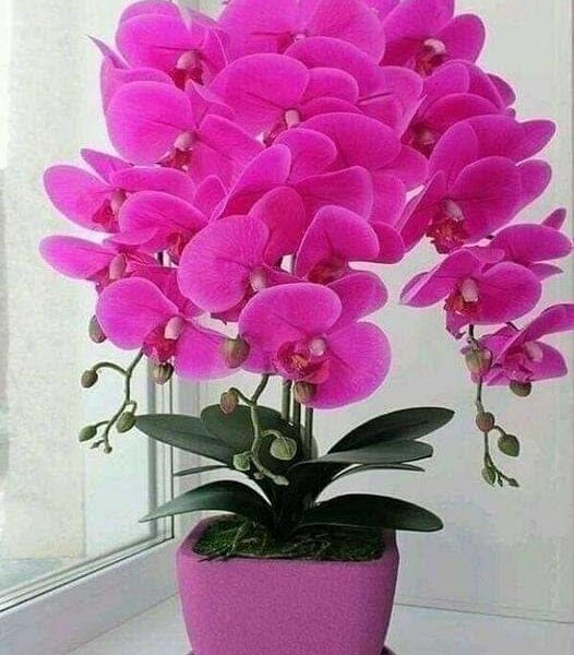 Come far rifiorire un’orchidea? 6 consigli semplici ed efficaci.