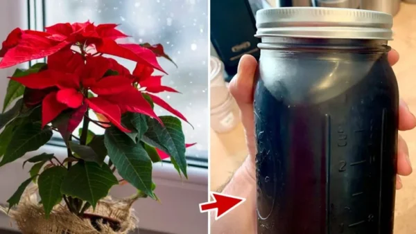 Come far sì che le stelle di Natale rimangano rosse e conservino le foglie: 5 fertilizzanti fatti in casa