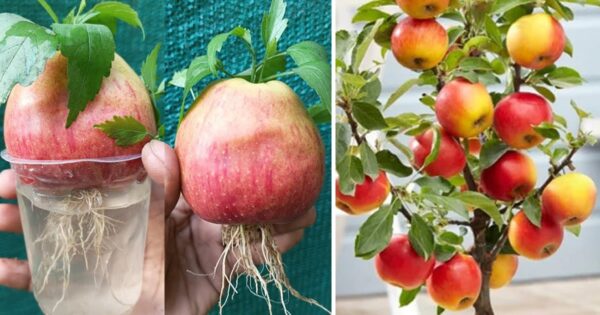 Come fare crescere un melo partendo da un seme, e ottenere una pianta piena di frutti