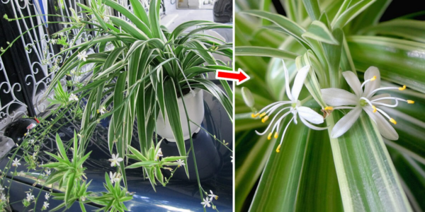 Come fare fiorire il falangio e profumare tutta casa