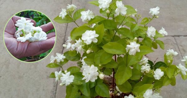 Come fare fiorire il gelsomino in modo abbondante