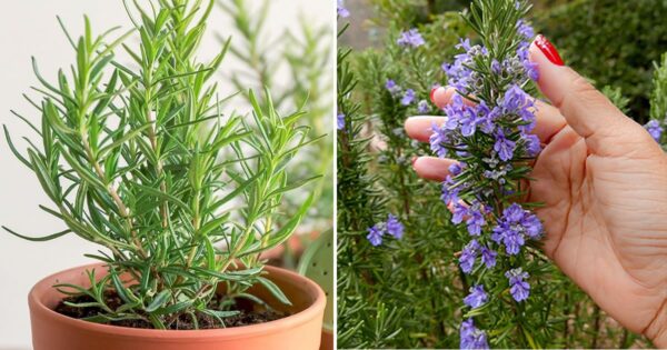 Come fare fiorire il rosmarino per profumare tutta casa