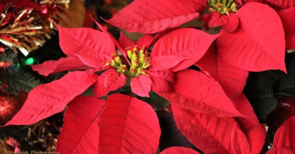 Come fare fiorire una Stella di Natale: 4 trucchi infallibili per non farle perdere i fiori