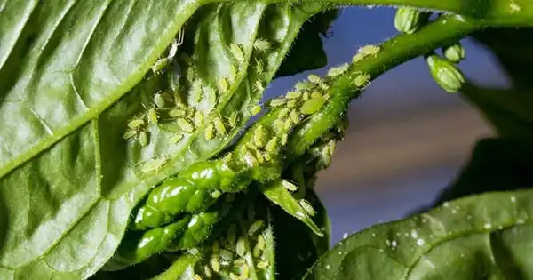 Come fare gli spray fatti in casa Spray fogliare per pomodori per combattere gli afidi